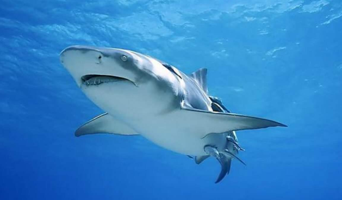 大白鲨 大白鲨和湾鳄相遇,谁能成为最终赢家?事实证明,大自然并不公平