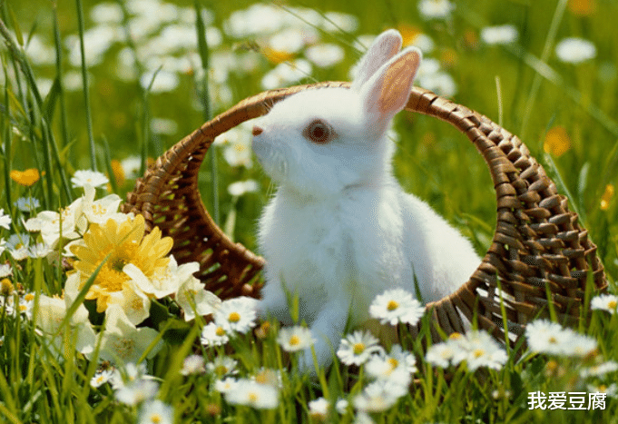 我爱豆腐|男生属兔的朋友，缘分在下个星期要把握住。