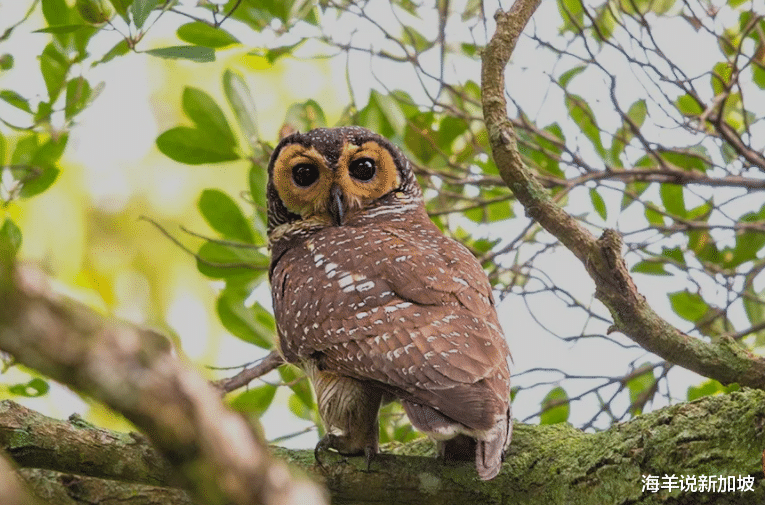 海羊说新加坡 新加坡解救濒危猫头鹰，鹰妈妈“感谢保护宝宝，劳动节快乐！”