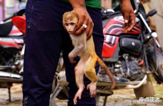 猴子要进化成人了？印度现“猴子杀人案”，扔砖头砸死过路男子