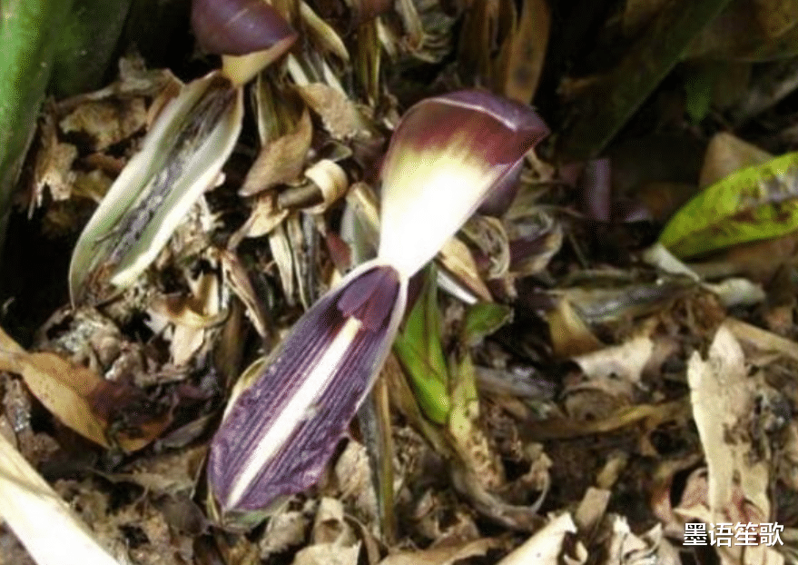 云南灭绝物种再次现身,只有15丛群居,周边散发出一股腐肉臭味