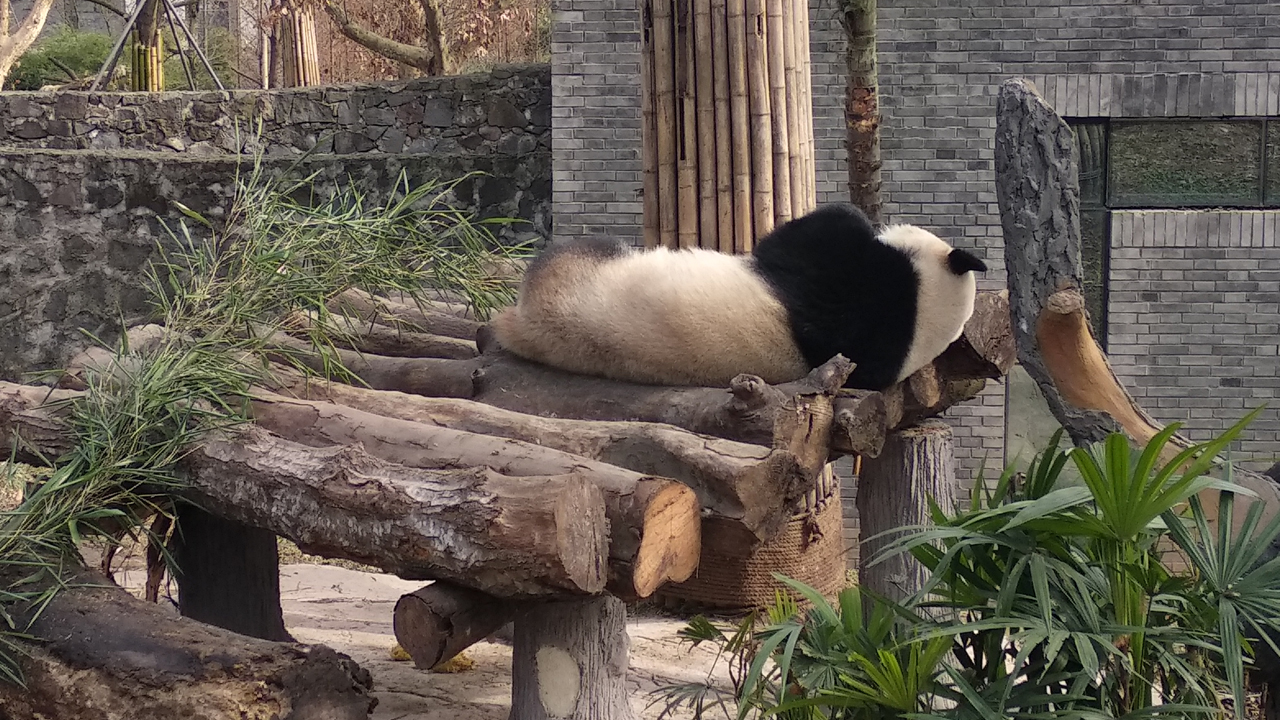 为什么一下雪，大熊猫就这么高兴？