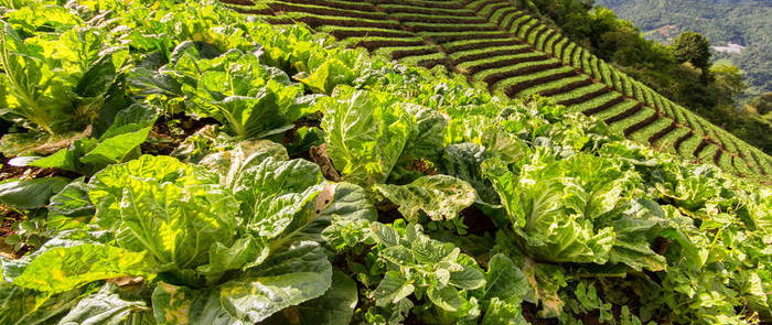 广西好嘢 有了横县大头菜，我还能再干两碗饭！
