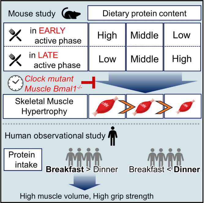 胶原蛋白 居家瘦减肥:为什么你吃蛋白质减脂增肌却无效?不妨试试以下方法!
