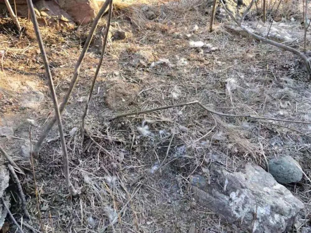 8只羊被华北豹咬死,明明吃不完,为何虎豹仍会“过度捕猎”?