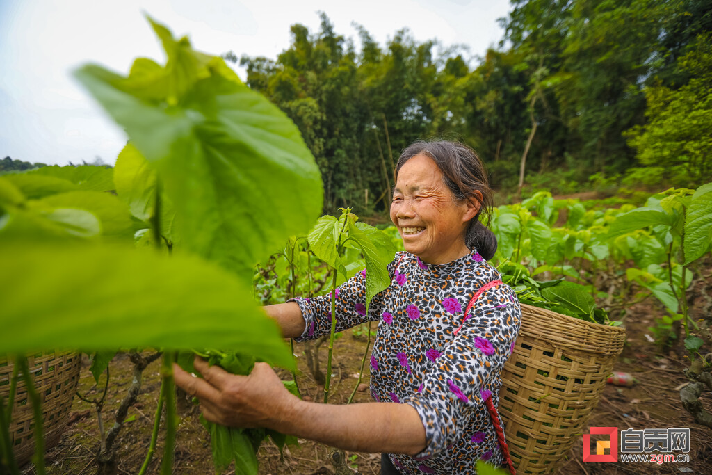 富顺快报 富顺县飞龙镇，实施蚕桑产业提档升级！