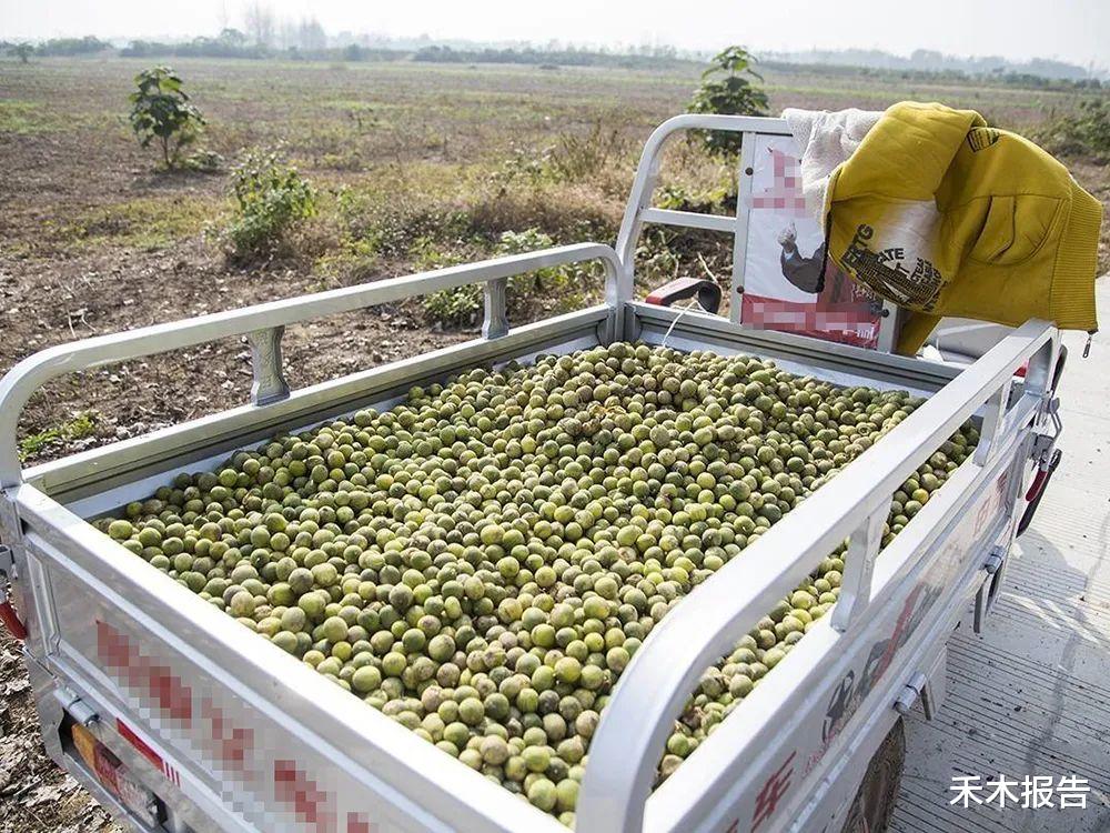农作物 玉米地常见，过去老人说有毒不能吃，如今价值却很高，常用于榨油