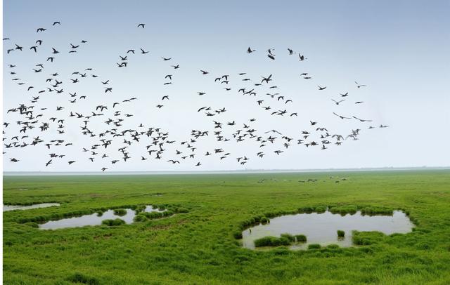长江日报 武汉两处湿地启动生物多样性调查，无人机搭载红外相机“找”鸟兽藏身之处