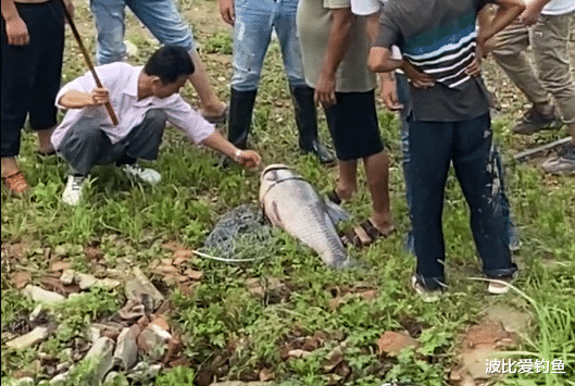 安徽|安徽钓鱼人遇上大青鱼，附近钓友前来帮忙，抄网大哥却遭网友吐槽