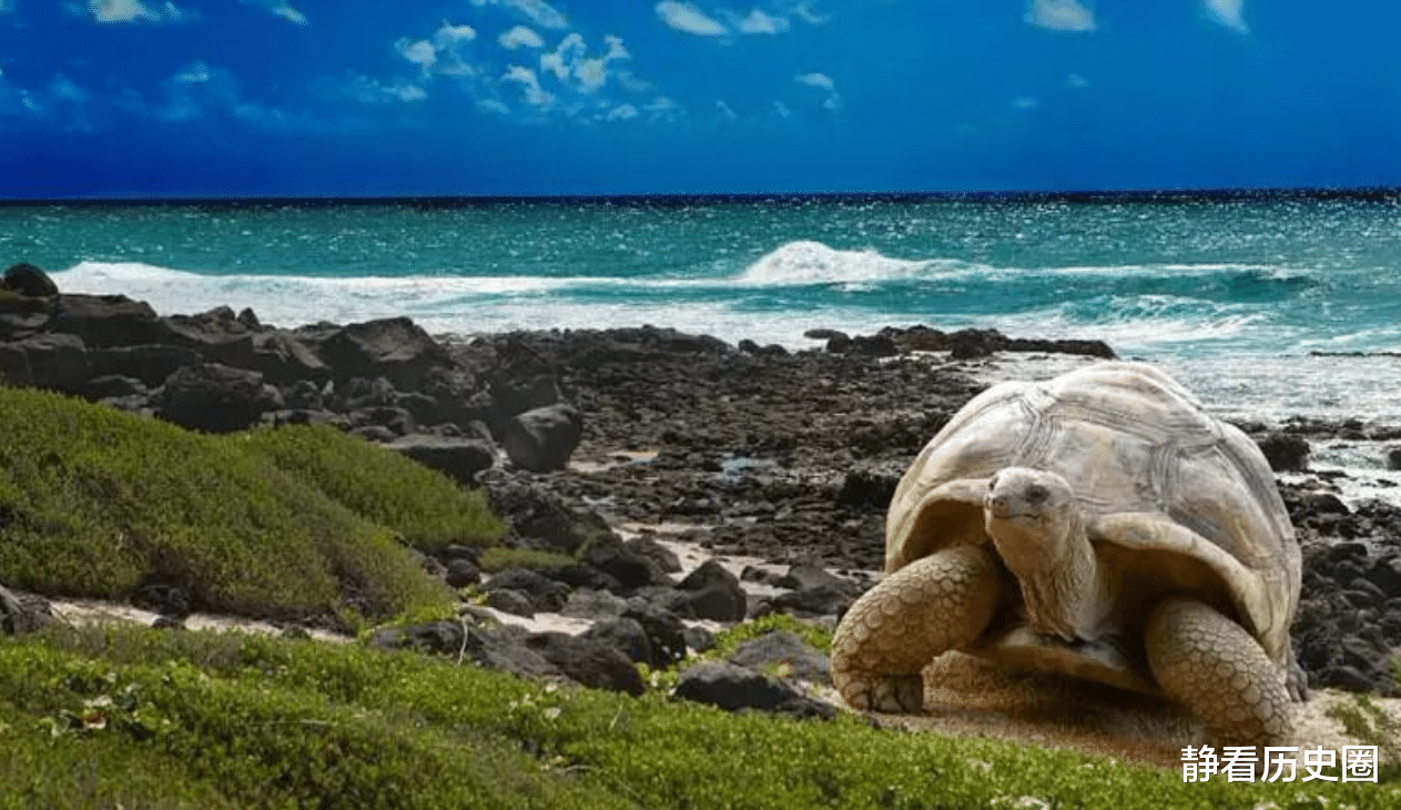 象龟 长寿秘诀？它被误认成雄性，百年不育却活到255岁，另一只种龟仅活100年