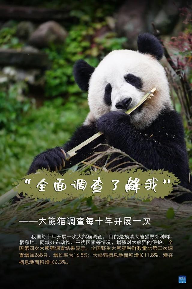 大熊猫 “降级”啦