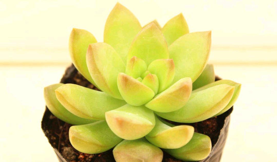 园艺印象|多肉黄丽虽是普货,但好养易度夏,2年即成老桩和悬崖桩