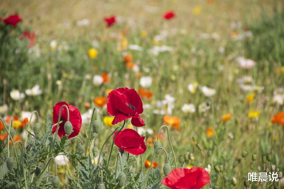 唯晨说|人老了，别再为不值得的事生气，只图余生安稳