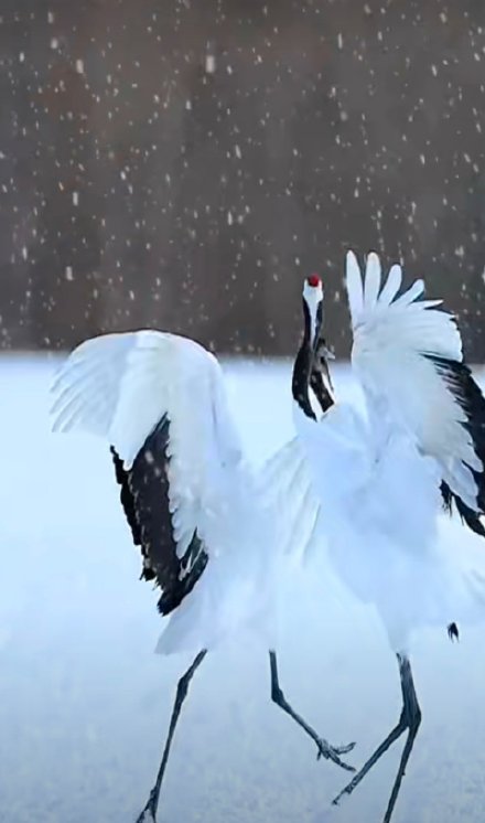 叉壹|终于知道丹顶鹤为什么叫仙鹤了!