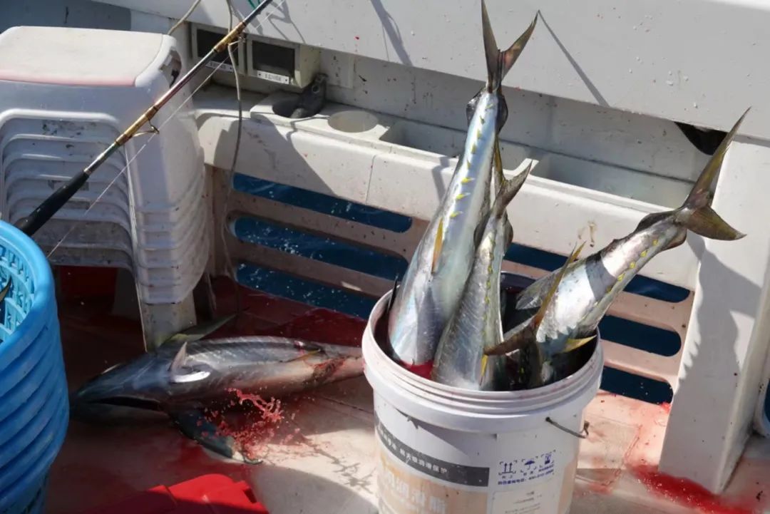 海钓|野奢不被鄙视？你问问那些爱钓鱼的老孩子们，他们有活蹦乱跳的经验！
