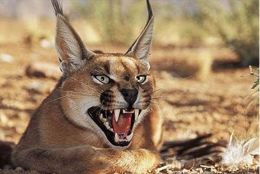 地球上最凶狠的6种野猫,狞猫能够一跃4米,猞猁竟敢单挑狼群?