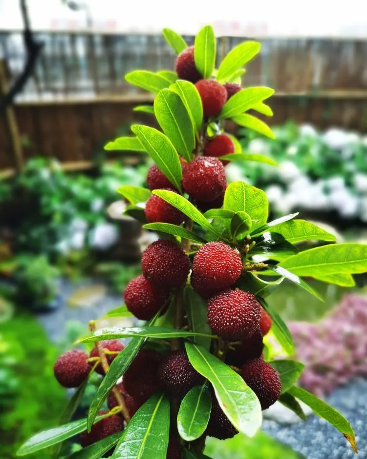 因为这个50㎡露台,买了这套房子,历时7年DIY打造成花园,太美了