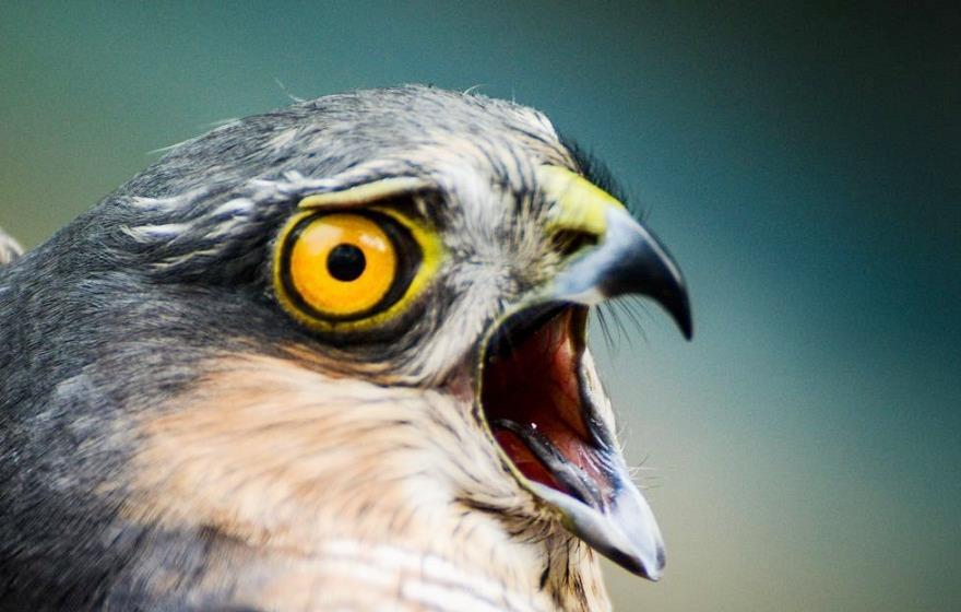 棒奔霸 農(nóng)村俗語“禿狠瞎犟麻子刁，鷹鼻鷂眼莫相交”，啥意思？在理嗎？