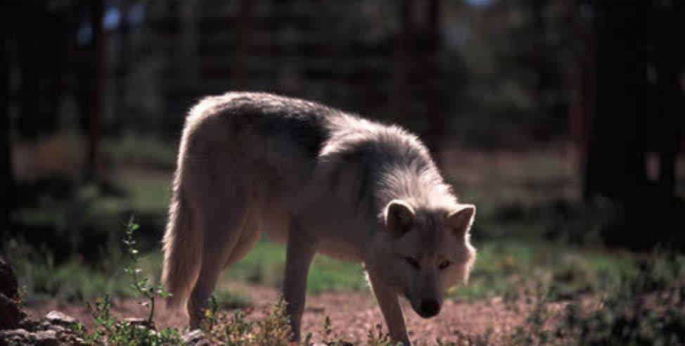 核糖核酸 一只“变异狼”，从切尔诺贝利地区逃跑，它会给人类带来什么影响