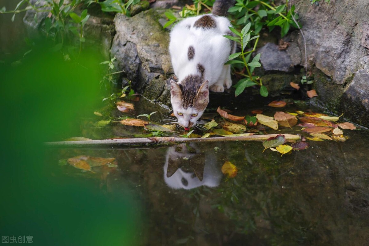  为何动物可以直接喝脏水，而人类需要喝过滤水，是人类太矫情吗？