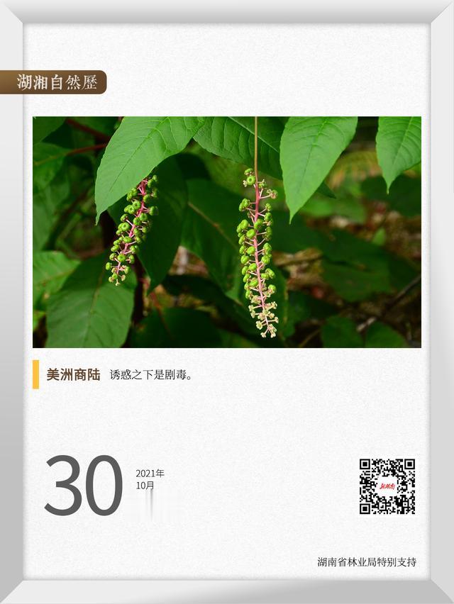 创业|湖湘自然历丨警惕“入侵杀手”②有毒，勿食，看见它们就铲了吧