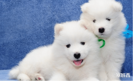 塞班西|今年属狗的朋友，运势天降，抓住时机。