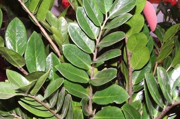 时尚舒适家|一旦阳台上摆上这几样东西，家中好运到爆，坐着发财