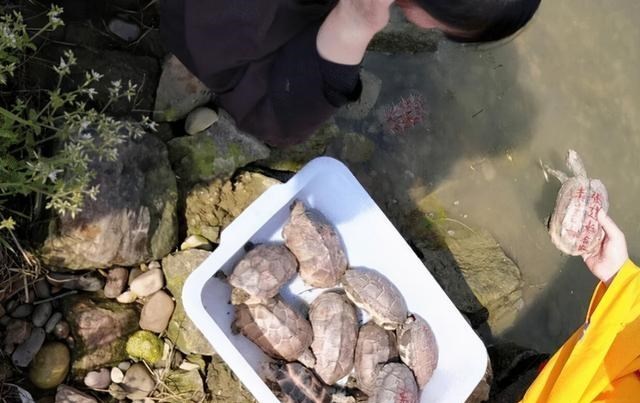 钓鱼|广西钓鱼人，在水库里钓起一只“神龟”，背上有个字