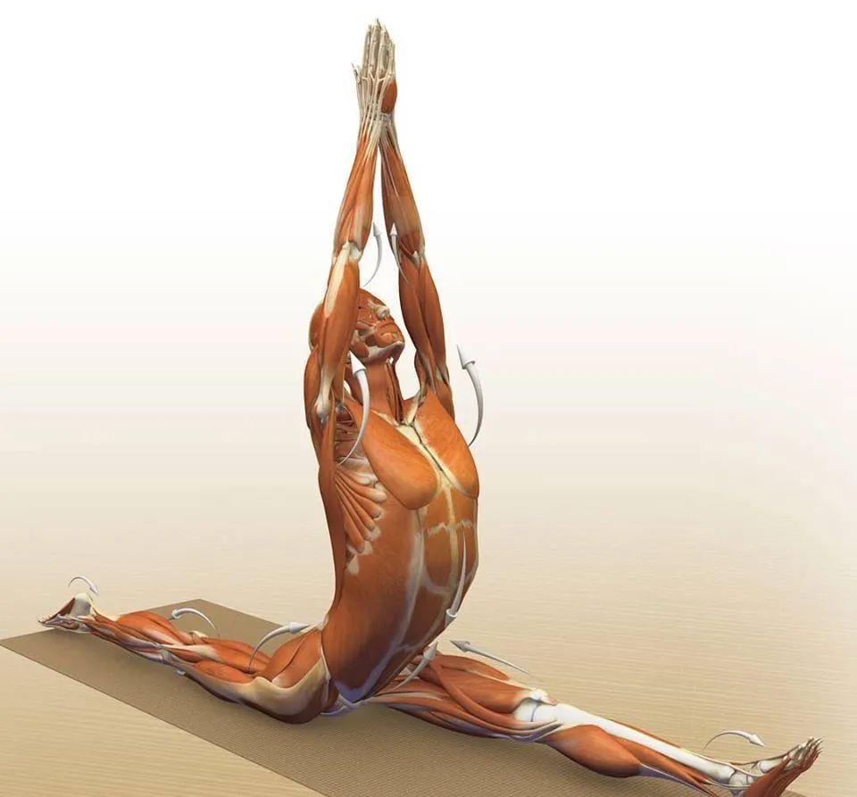 运动|练瑜伽，这些解剖常识你要知道（附28个常见体式解剖图）