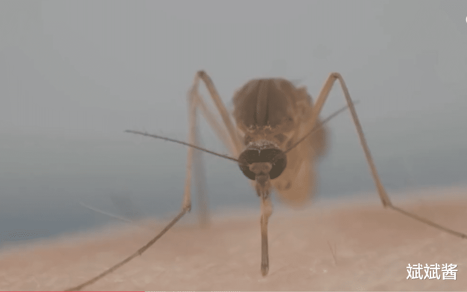 蚊子究竟有多可怕?如果把蚊子全部消灭,世界将会变成什么样?