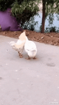 朱小燕聊情感|“网友说,他老婆出差的时候,给他带了一些绿色的橘子!”神评扎心了哈哈哈