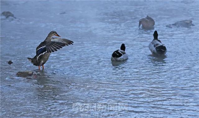 哈尔滨新闻网 明日冲0℃，还有雪｜你家阳台上冻的年货还有救吗