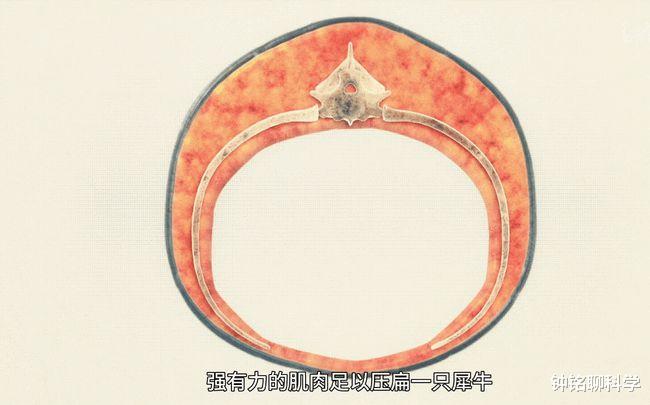 霍金 5600万年前，重达1吨大蛇成食物链的顶端，形成原因或再次出现