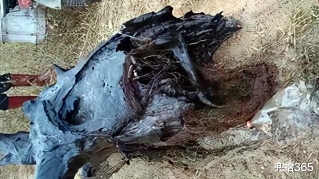 江苏省|江苏一男子河边野钓，鱼没钓到意外收获了一根木头，网友：发财了