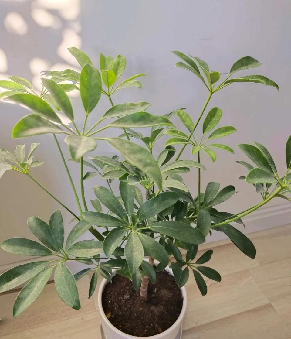 绿萝吊兰“靠边站”，“吸甲醛”最厉害的就属它！