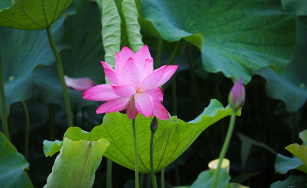 生肖|7月，爱就爱了，没有先来后到，3生肖互相看对眼，大胆牵手，风雨无阻