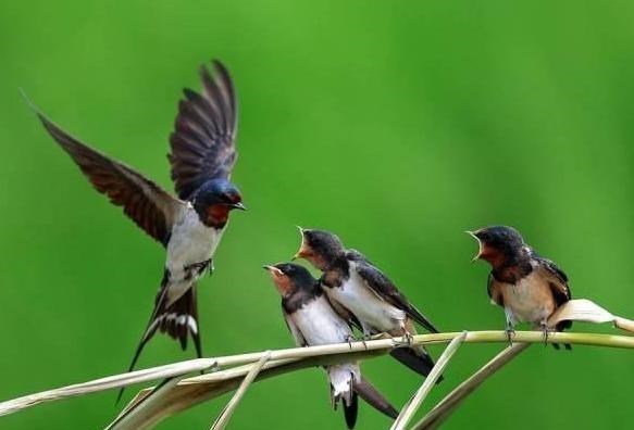 若珍|农村的燕子数量越来越少，专家：它们和人类正面临着同样的问题