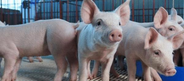 魔芋 中国再向美发出146万吨大单，民众不断“叫差”，如今却不得不欢迎