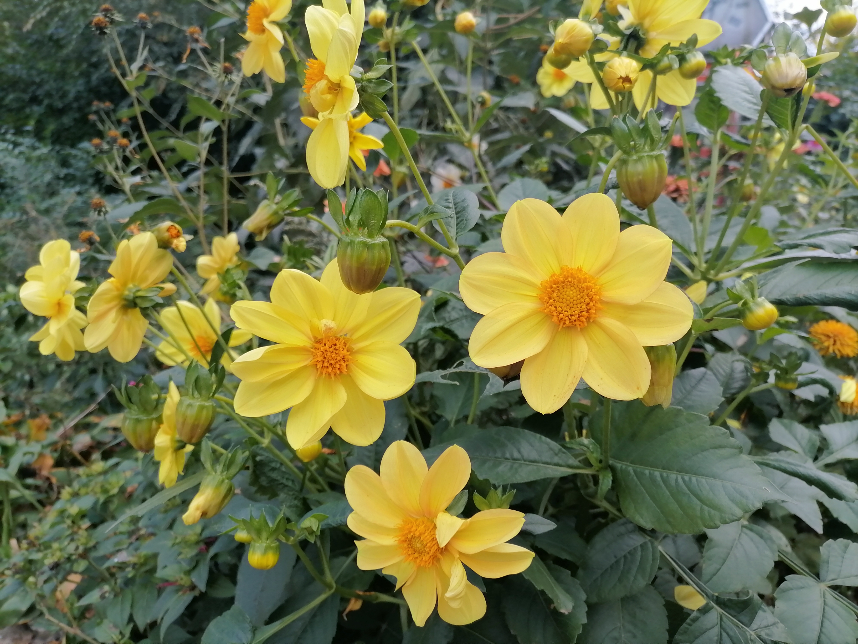 【路过风景】 穿越夏秋之交——花卉植物手机业余摄影作品赏