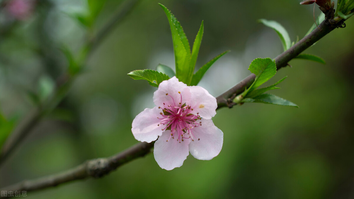 易理人生 十二生肖：牛年你的优势在哪里，精准发力，事业辉煌，收获理想