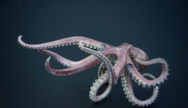 章鱼 科学家称章鱼是外星人？各种证据表明，怀疑或许是对的