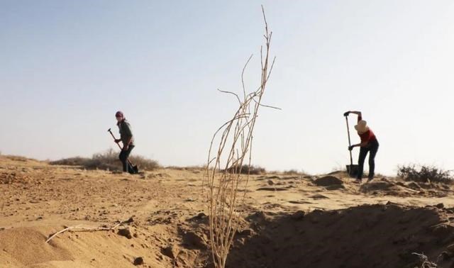 科学家 美科学家发现地球正“变绿”，原因就在中印，但专家对印度很担忧