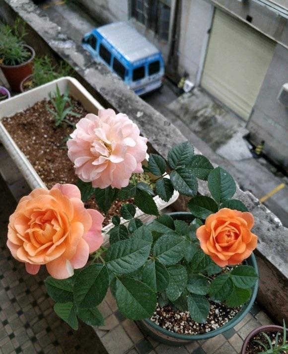 向阳园艺|都说“老桩”好，月季花除外，购买月季花，幼苗最合适，长得快