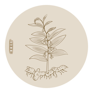 黄精|黄精在现代医学中的医药功效发现!