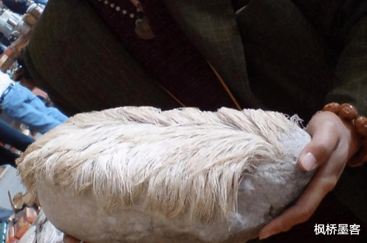 农村见闻 老农捡到一长满白发的石头，专家鉴定后立马封锁村庄，发生了何事