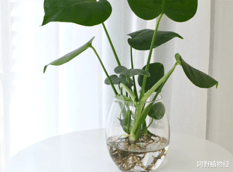 室内适合用水养的18种植物,不用土栽更洁净,方便打理又美观
