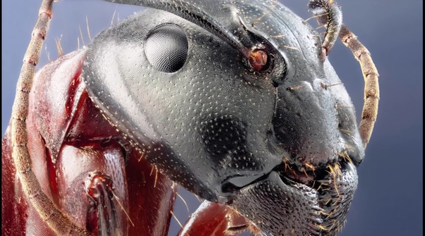 显微镜 看了这些照片才知道，显微镜下的世界竟然这么惊奇