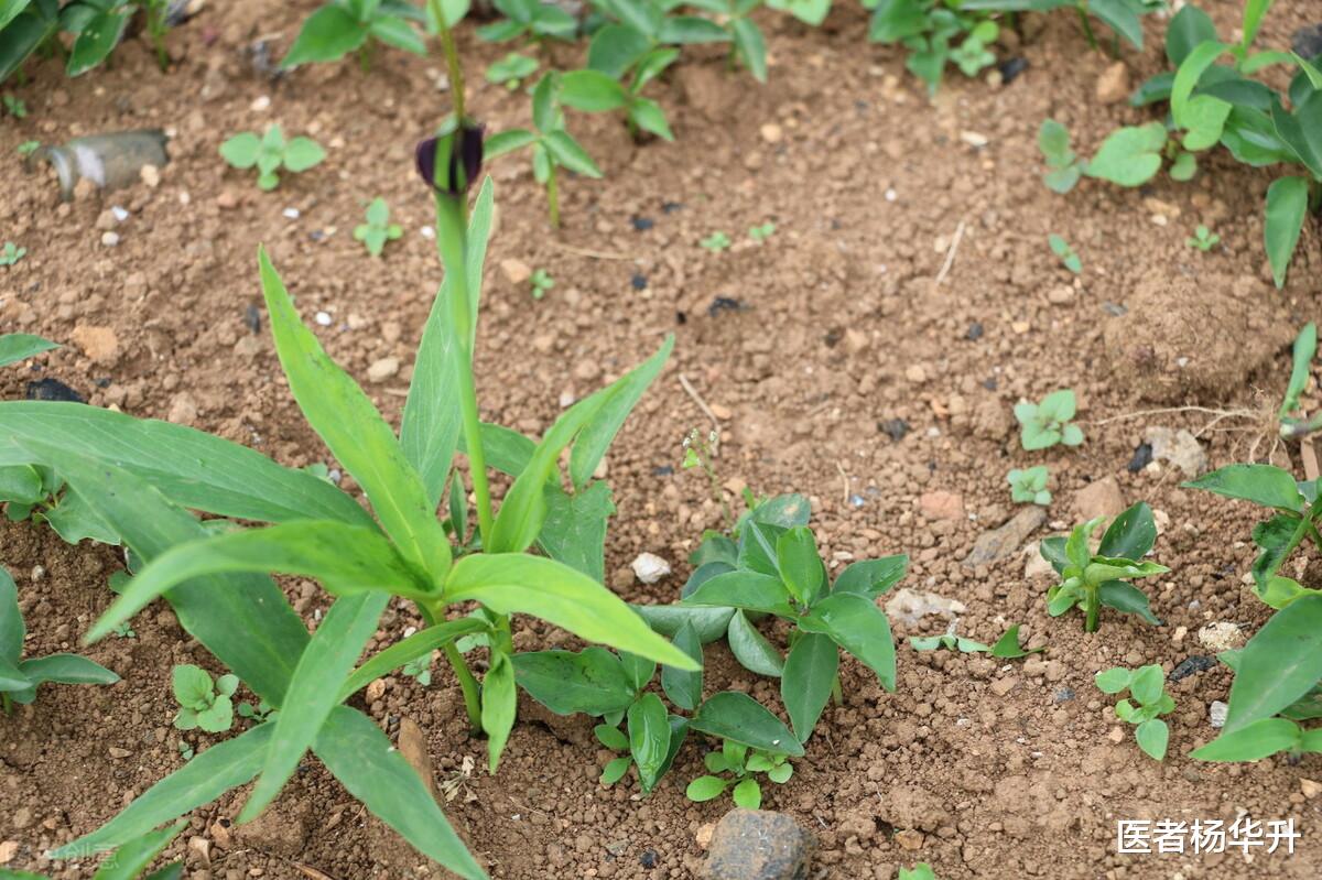 补钙|中医以毒攻毒？附子、半夏怎样解毒？4种常见中药解析