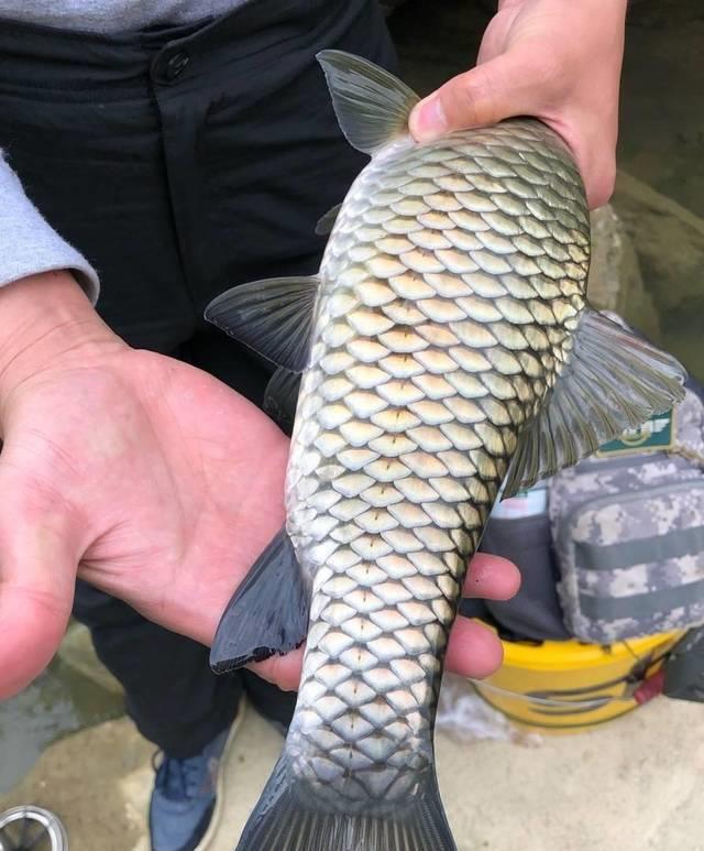 重庆|重庆，多名钓友和车一起被困河中孤岛，却淡定垂钓，怎么下去的？