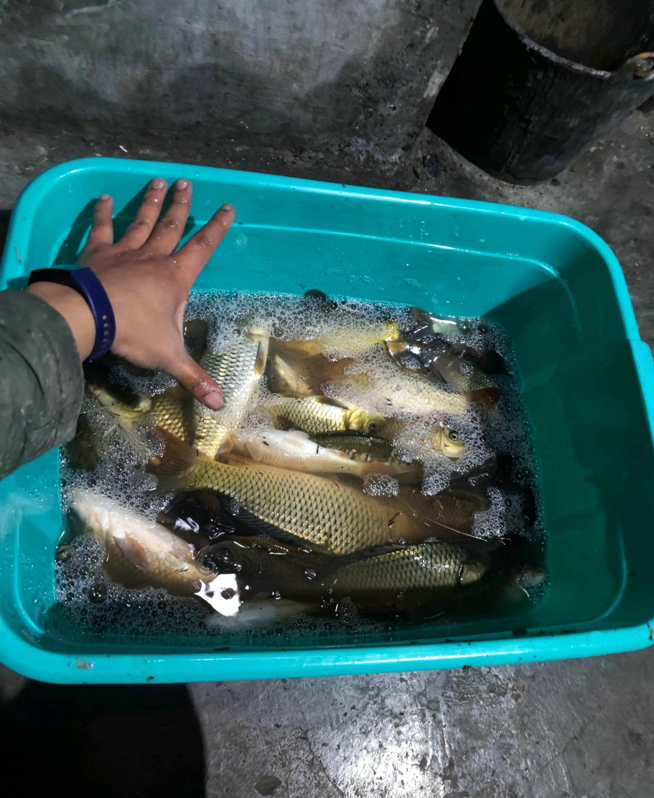 金沙江|金沙江边野钓狂欢, 一天钓鱼数百斤! 有人彻夜不眠, 只因放生数十吨